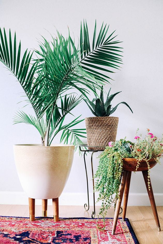 Decorating your room with some greenery