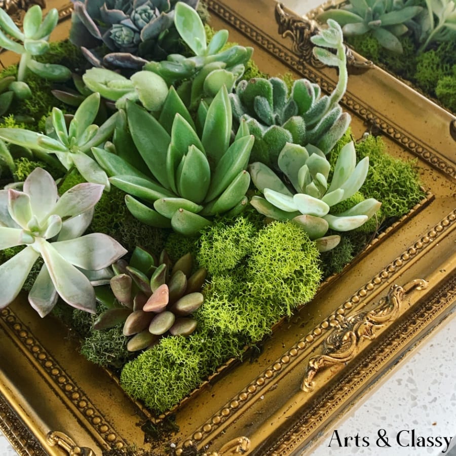 Easy DIY Living Succulent Frame Tutorial