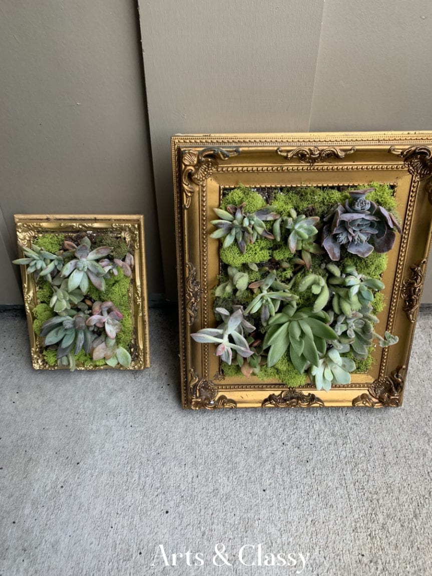 Easy DIY Living Succulent Frame Tutorial