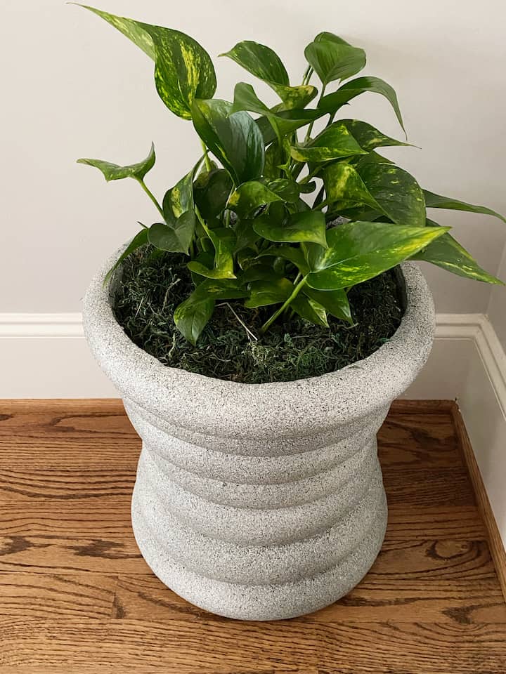 Easy DIY Faux Stone Planters with Spray Paint - Designed Simple