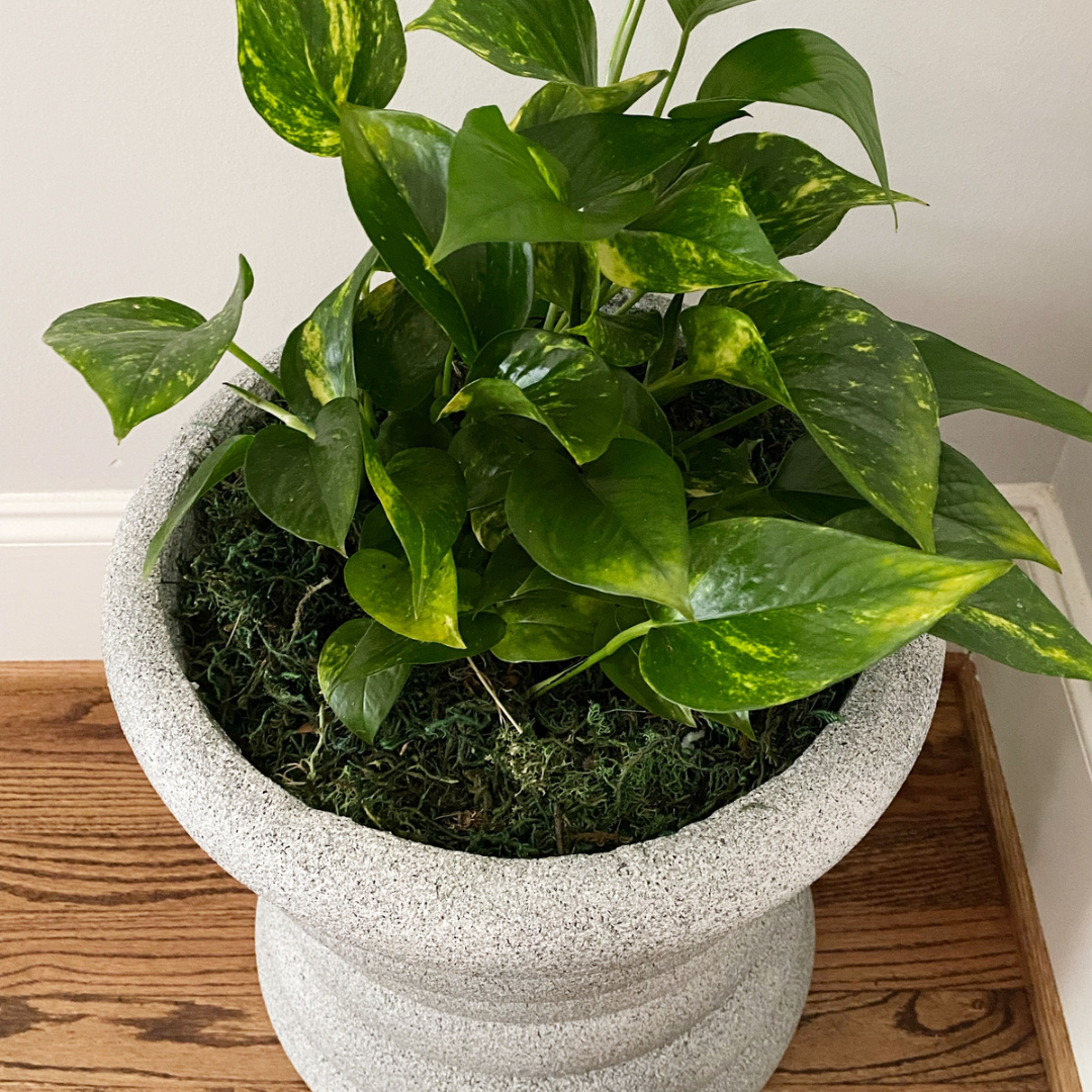 Can You Build a Stylish DIY Tall Planter for Under $10?