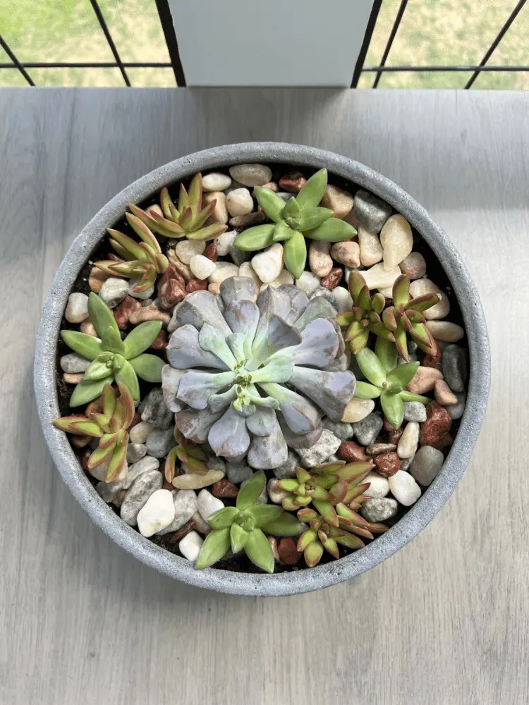 DIY Succulent Garden